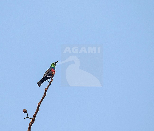 Hofmann's Sunbird  (Cinnyris shelleyi hofmanni) perched in a tree in Tanzania. Lumped with Shelley's Sunbird. stock-image by Agami/Pete Morris,