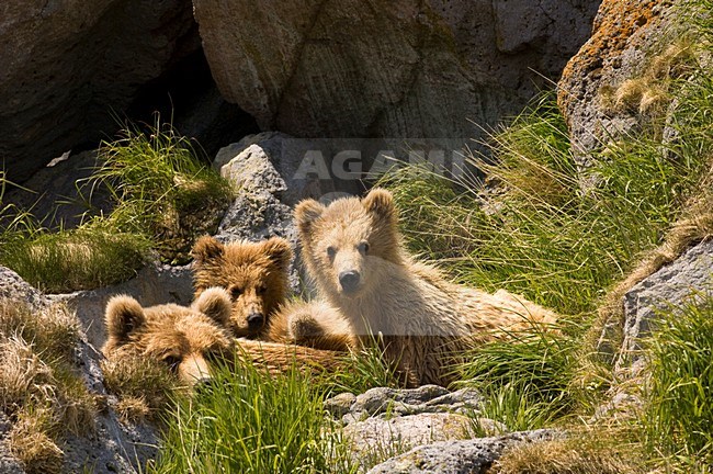 Kamtsjatkabeer jongen, Kamchatka Brown Bear cubs stock-image by Agami/Sergey Gorshkov,