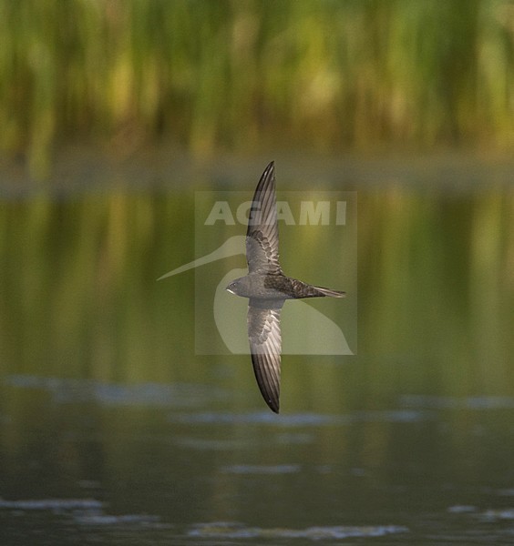Common Swift flying; Gierzwaluw vliegend stock-image by Agami/Marc Guyt,
