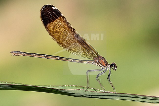 Copper Demoiselle (Calopteryx haemorrhoidalis), side view of an adult female perched on a plant, Campania, Italy stock-image by Agami/Saverio Gatto,