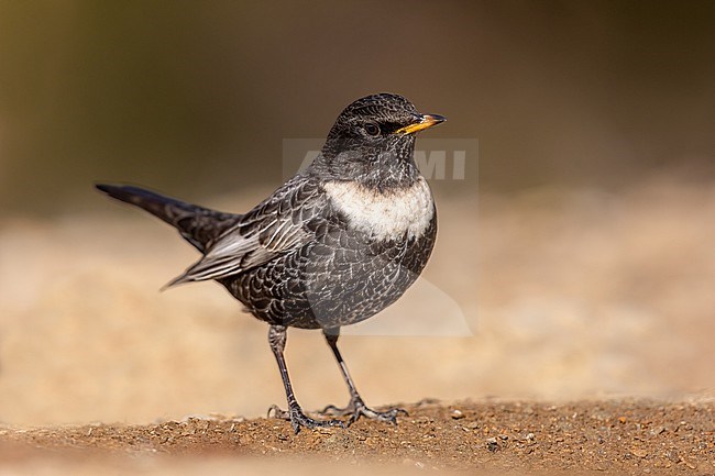Ring Ouzel foraging on the ground stock-image by Agami/Onno Wildschut,