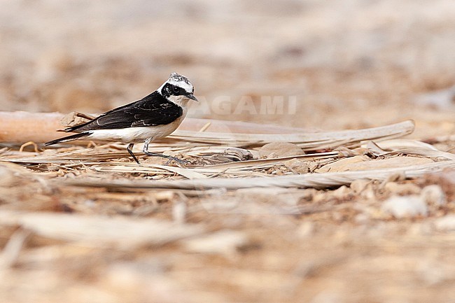 Vittata Pied Wheatear (Oenanthe pleschanka vittata) at KM20, near Eilat, Israel. First record for Israel stock-image by Agami/Marc Guyt,