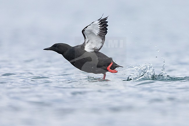 Black Guillemot (Cepphus grylle), side view of an adult at take-off, Capital Region, Iceland stock-image by Agami/Saverio Gatto,