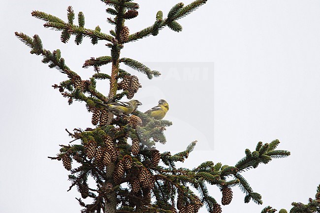 Two immature male Two-barred Crossbills (Loxia leucoptera) perched in a cone covered pine tree on Terschelling, Netherlands. stock-image by Agami/Arie Ouwerkerk,