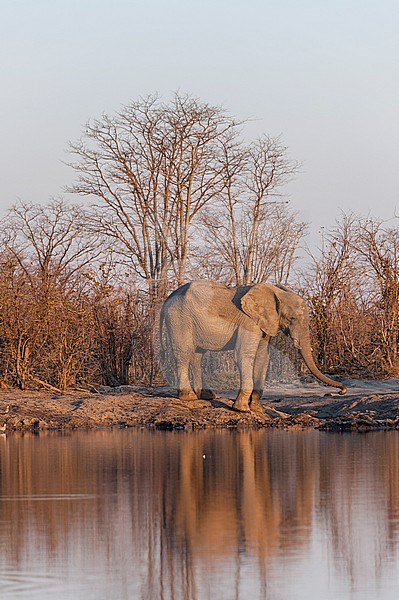 An African elephant, Loxodonta africana, at a waterhole. Okavango Delta, Botswana. stock-image by Agami/Sergio Pitamitz,