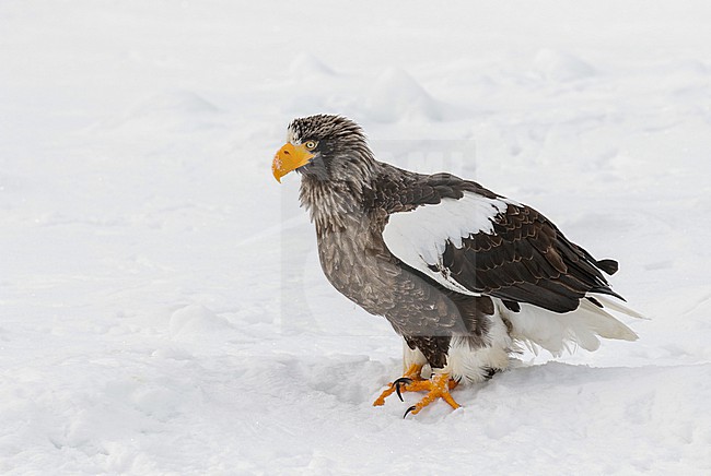 Adult Steller's Sea Eagle, Haliaeetus pelagicus, wintering at Rauso, Hokkaido, Japan. stock-image by Agami/Pete Morris,