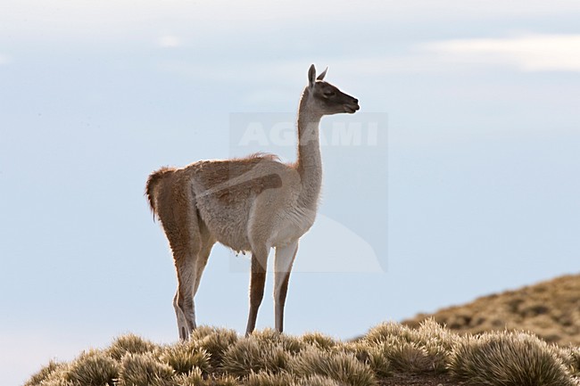 Groepje Guanaco\'s; Group of Guanaco stock-image by Agami/Marc Guyt,