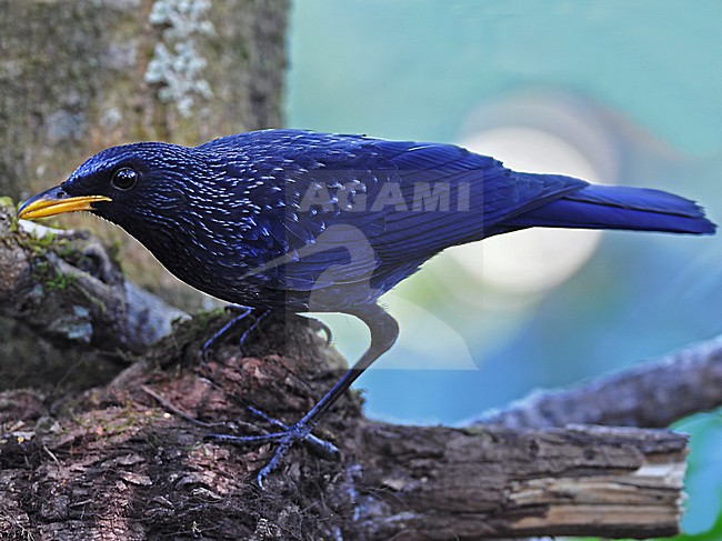 Mannetje Chinese Fluitlijster, Male Blue Whistling-Thrush stock-image by Agami/Alex Vargas,