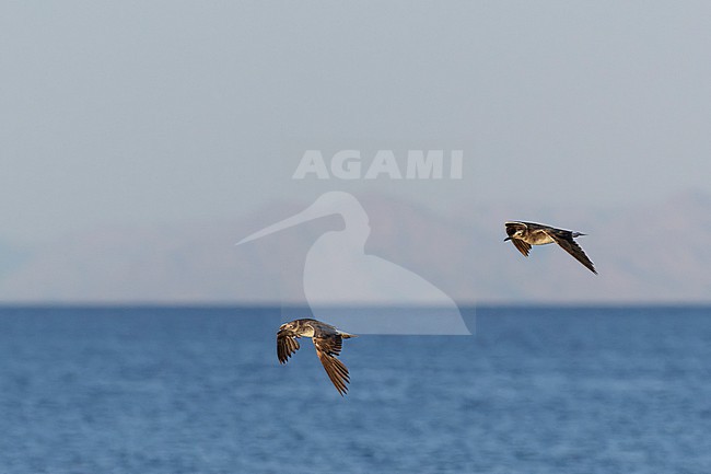 Immature White-eyed gull (Ichthyaetus leucophthalmus) in Eilat, Israel. Two gulls in flight. stock-image by Agami/Yoav Perlman,