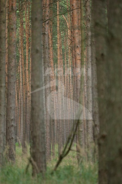 Dennenbos, Pine Forest stock-image by Agami/Wil Leurs,