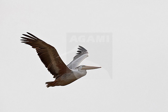 Adult Pink-backed Pelican (Pelecanus rufescens) in breeding plumage in flight stock-image by Agami/Mathias Putze,