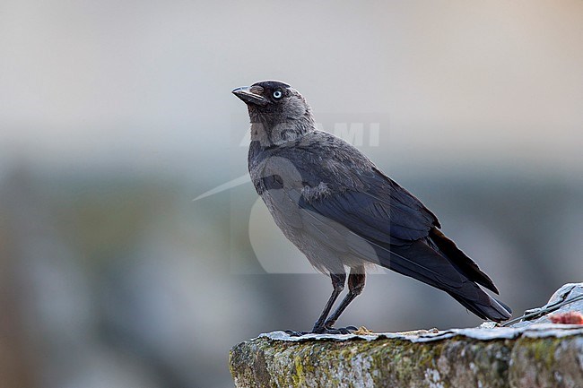 Jackdaw, Adult, Basilicata, Italy (Corvus monedula) stock-image by Agami/Saverio Gatto,