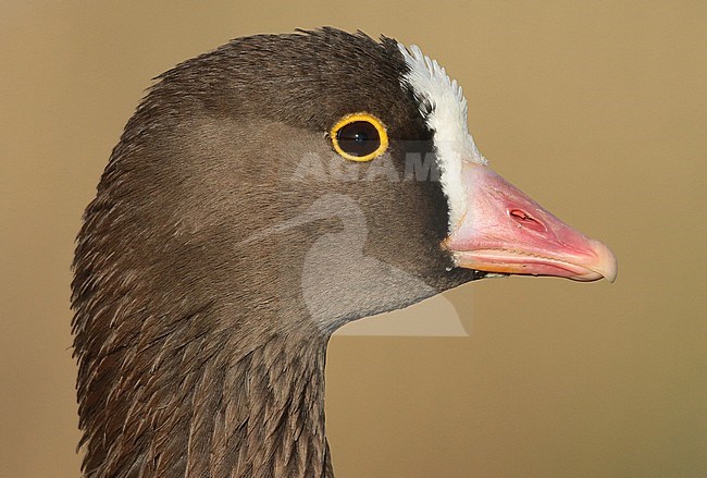 Closeup of an adult Lesser White-fronted Goose (Anser erythropus) in captivity. stock-image by Agami/Fred Visscher,