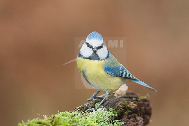 Blue Tit - Blaumeise - Cyanistes caeruleus ssp. caeruleus, Germany, adult stock-image by Agami/Ralph Martin,