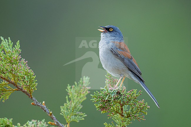  stock-image by Agami/Brian E Small,