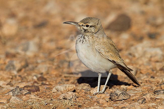Greater Hoopoe Lark - Wüstenläuferlerche - Alaemon alaudipes ssp. alaudipes, Morocco stock-image by Agami/Ralph Martin,