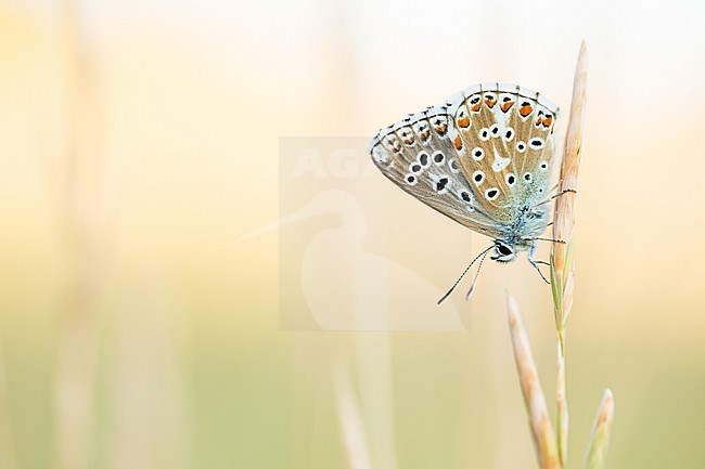 Lysandra bellargus - Adonis Blue  - Himmelblauer Bläuling, Germany, imago stock-image by Agami/Ralph Martin,