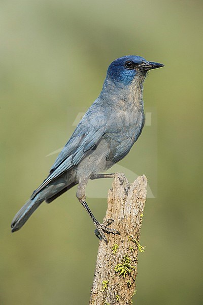 Adult Pinyon Jay (Gymnorhinus cyanocephalus) perched in a tree in Lake County, Oregon, USA. stock-image by Agami/Brian E Small,