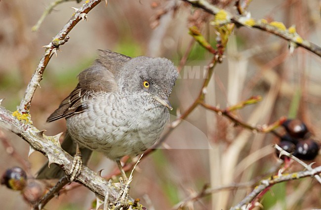 Volwassen mannetje Sperwergrasmus in struik; Adult male Barred Warbler perched in a bush stock-image by Agami/Markus Varesvuo,