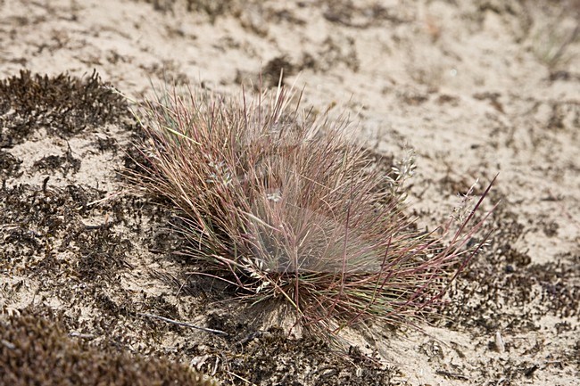 Buntgras in zandverstuiving in berkheide Wassenaar; Grey Hair-grass in sandy part in Berkheide Wassenaar stock-image by Agami/Arnold Meijer,