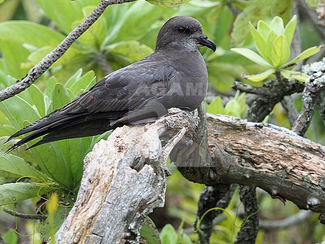 Murphy's petrel (Pterodroma ultima) perched on a branch stock-image by Agami/James Eaton,