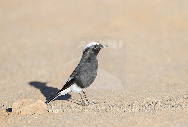 White-crowned Wheatear (Oenanthe leucopyga aegra) in Morocco.  Also known as White-tailed Wheatear. stock-image by Agami/Marc Guyt,