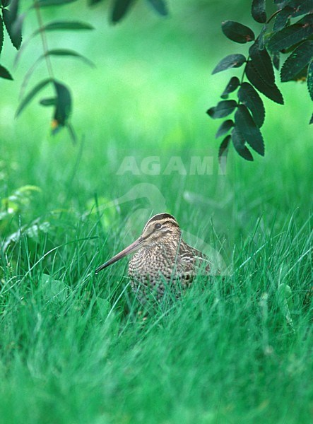 Poelsnip aan de grond; Great Snipe perched on the ground stock-image by Agami/Markus Varesvuo,
