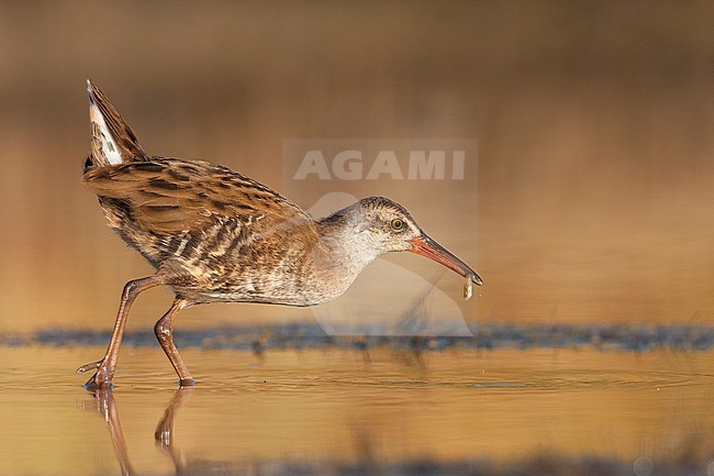 Western Water Rail - Wasserralle - Rallus aquaticus ssp. aquaticus, Greece, juvenile with fish stock-image by Agami/Ralph Martin,