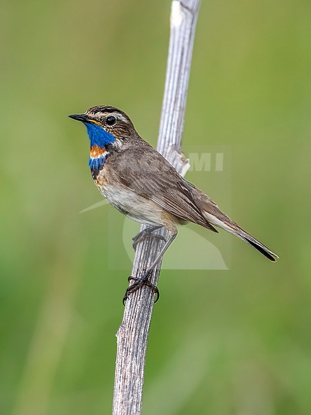 Adult male Turkestan Bluethroat (Luscinia svecica pallidogularis) aka Steppe Bluethroat on a branch in Ekaterinburg, Russia. stock-image by Agami/Vincent Legrand,