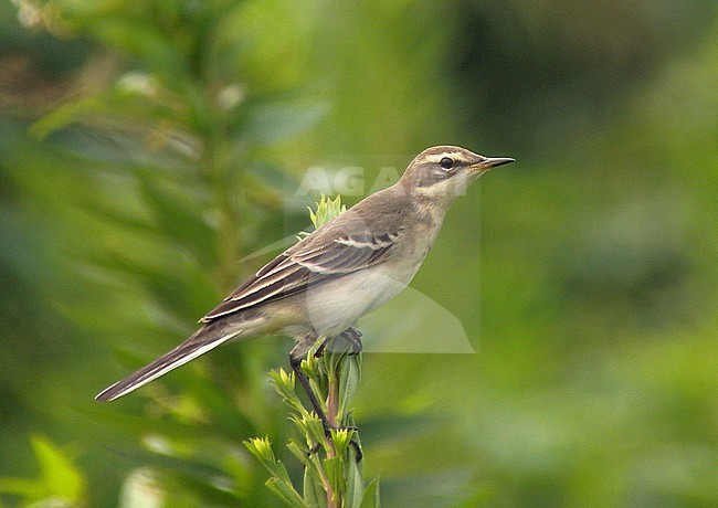 Juvenile Eastern Yellow Wagtail (Motacilla tschutschensis tschutschensis) in China. stock-image by Agami/Jonathan Martinez,