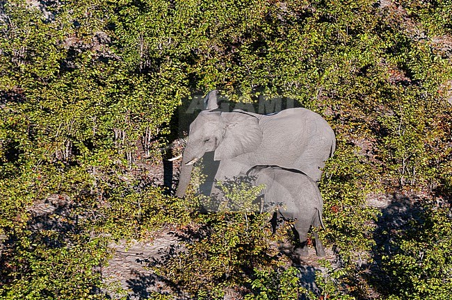 An aerial view of an African elephant, Loxodonta Africana, and a juvenile among trees. Okavango Delta, Botswana. stock-image by Agami/Sergio Pitamitz,