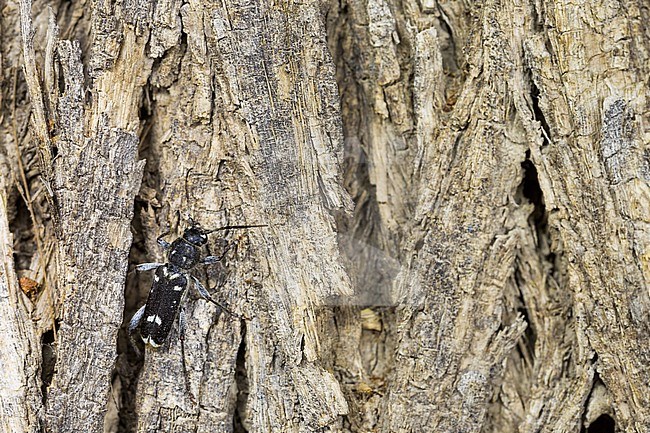 Xylotrechus namanganensis, Tajikistan, imago stock-image by Agami/Ralph Martin,