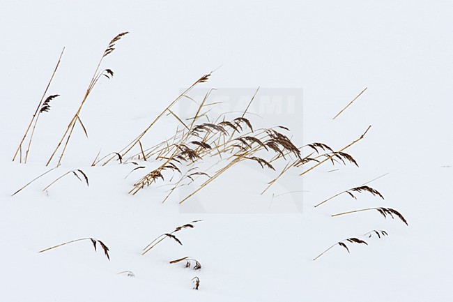 riet in de sneeuw; reed in snow stock-image by Agami/Menno van Duijn,