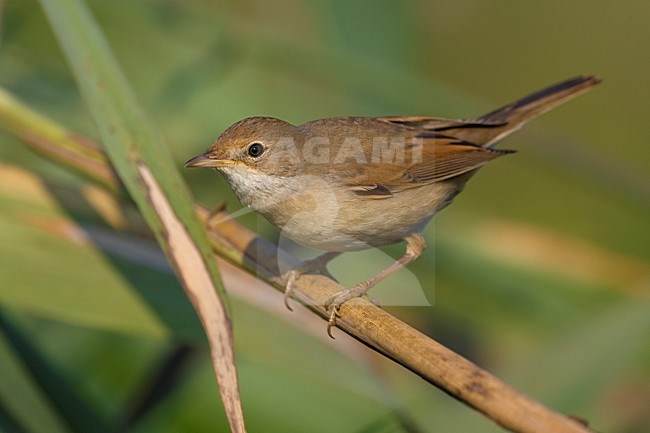 Grasmus zittend op tak; Common Whitethroat perched on branch stock-image by Agami/Daniele Occhiato,
