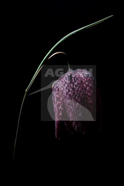 Kievitsbloem, Snake's Head Fritillary, Fritillaria meleagris stock-image by Agami/Wil Leurs,