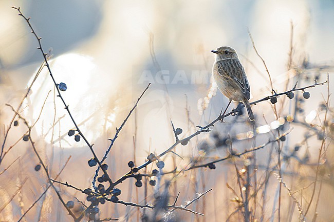 European Stonechat (Saxicola rubicola) in Italy. stock-image by Agami/Daniele Occhiato,