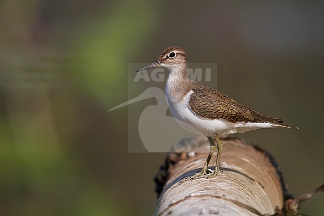 Common Sandpiper - Flussuferläufer - Actitis hypoleucos, Oman, adult, nonbreeding stock-image by Agami/Ralph Martin,