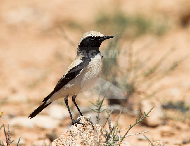 Mannetje Woestijntapuit zittend; Male Desert Wheatear perched stock-image by Agami/Roy de Haas,