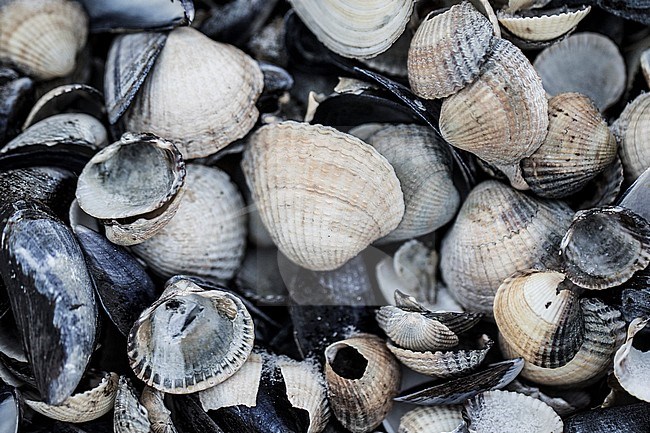 Shells washed up on the shoreline stock-image by Agami/Wil Leurs,