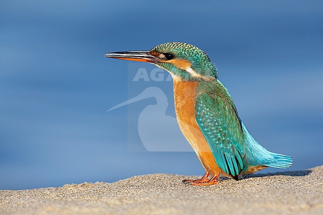 Common Kingfisher (Alcedo atthis), side view  of an adult female standing on the sand, Campania, Italy stock-image by Agami/Saverio Gatto,