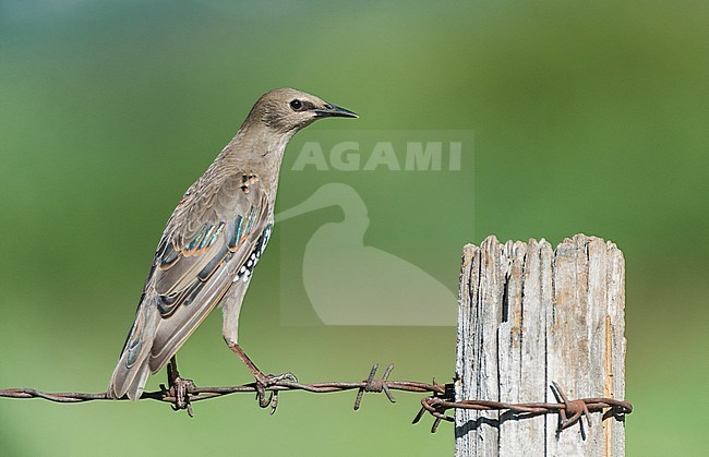 Common Starling immature, Jonge Spreeuw stock-image by Agami/Alain Ghignone,