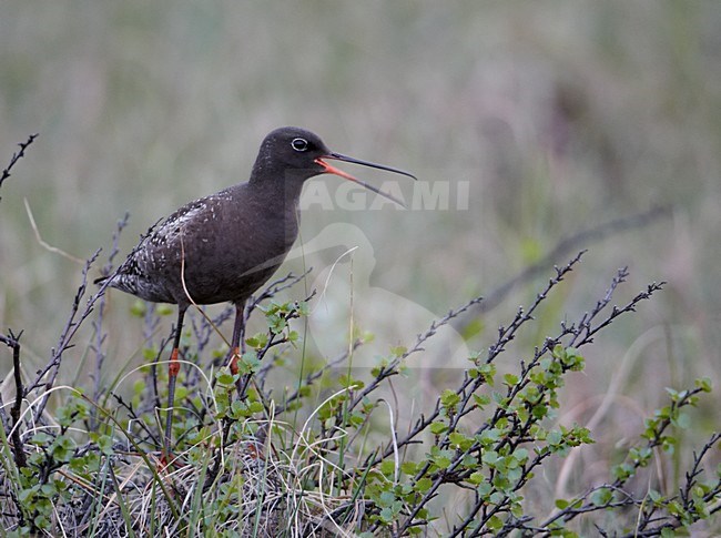 Volwassen Zwarte Ruiter roepend in broedgebied; Adult Spotted Redshank calling on breeding grounds stock-image by Agami/Markus Varesvuo,