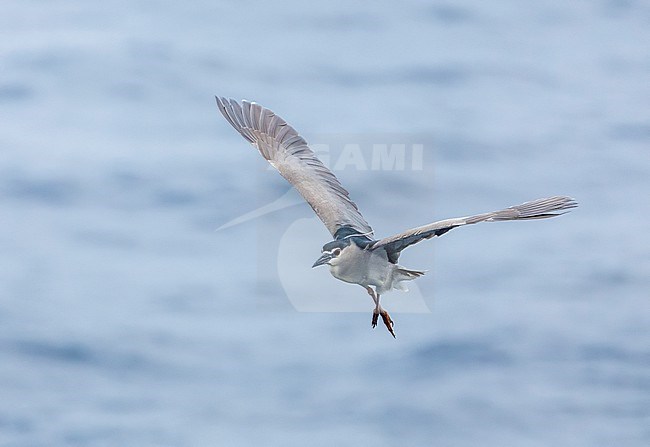 Black-crowned Night Heron (Nycticorax nycticorax) in the wake of an expedition cruisehip during spring migration south of Japan. Trying to land to rest. stock-image by Agami/Marc Guyt,
