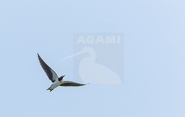 Immature Asian Wire-tailed Swallow, Hirundo smithii filifera, in India. stock-image by Agami/Marc Guyt,