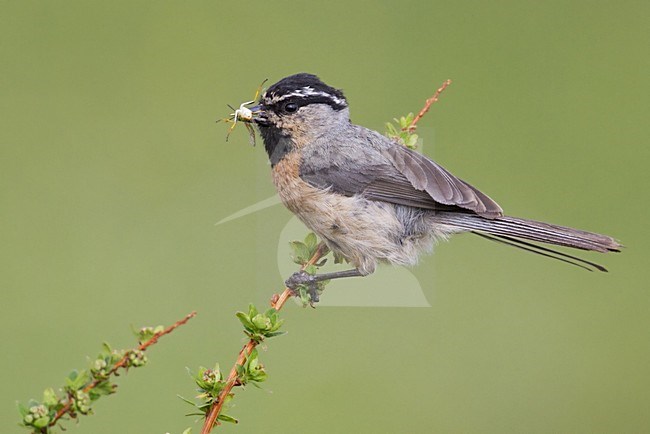Witbrauwmees met voer, White-browed Tit with food stock-image by Agami/Dubi Shapiro,