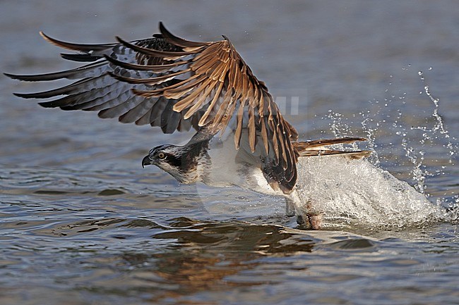 Osprey, Pandion haliaetus, adult fishing at Lake Mälaren, Sweden stock-image by Agami/Helge Sorensen,
