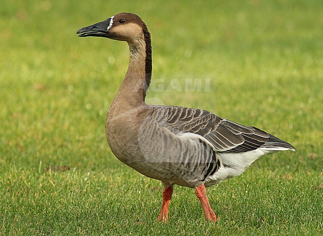 Escaped Swan Goose (Anser cygnoides) in the Netherlands. Standing on green lawn. stock-image by Agami/Fred Visscher,