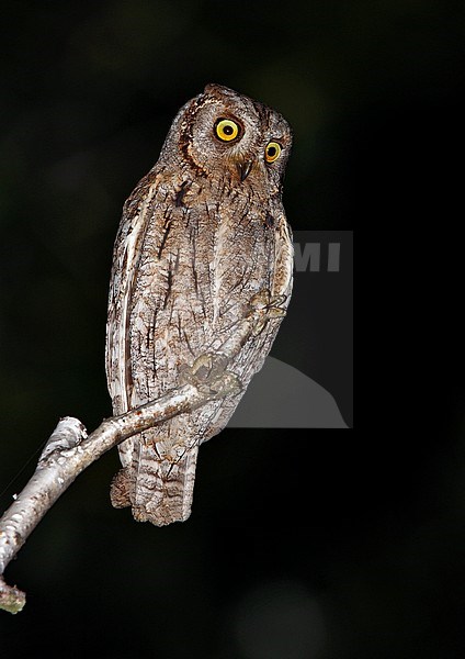 Dwergooruil zittend op een tak; Eurasian scops owl (Otus scops) perched on a branch stock-image by Agami/Greg & Yvonne Dean,