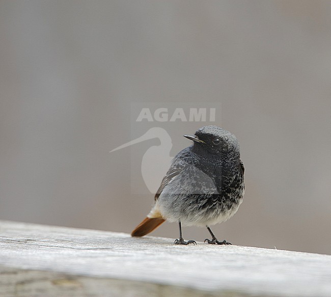 Black Redstart, Zwarte Roodstaart, Phoenicurus ochruros stock-image by Agami/Arie Ouwerkerk,
