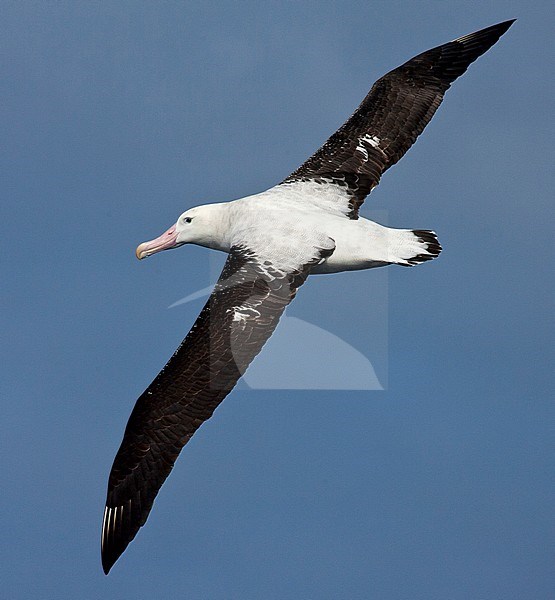 Tristan Albatross (Diomedea dabbenena) in flight over Atlantic ocean off Gough island. stock-image by Agami/Marc Guyt,